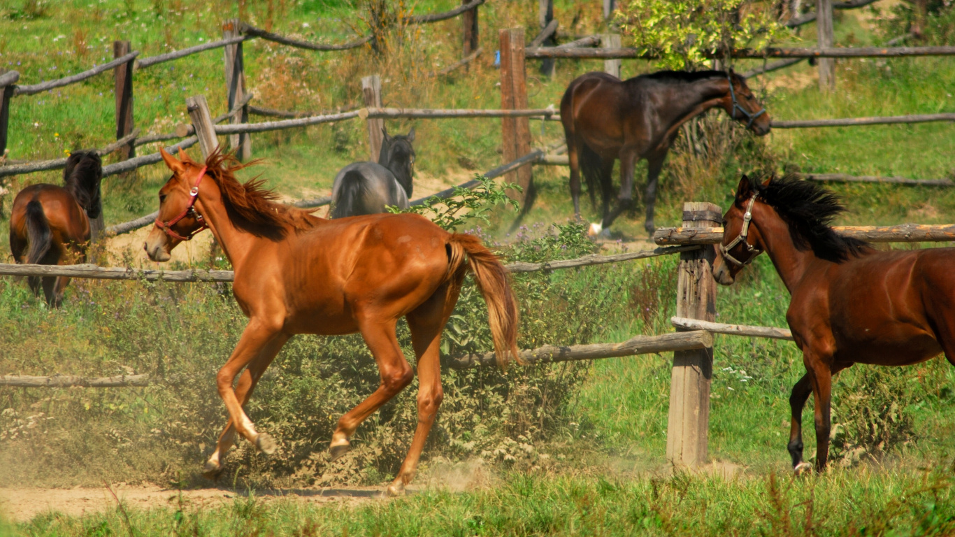 Caballo Marrón Junto a la Valla de Metal Gris Durante el Día. Wallpaper in 1366x768 Resolution