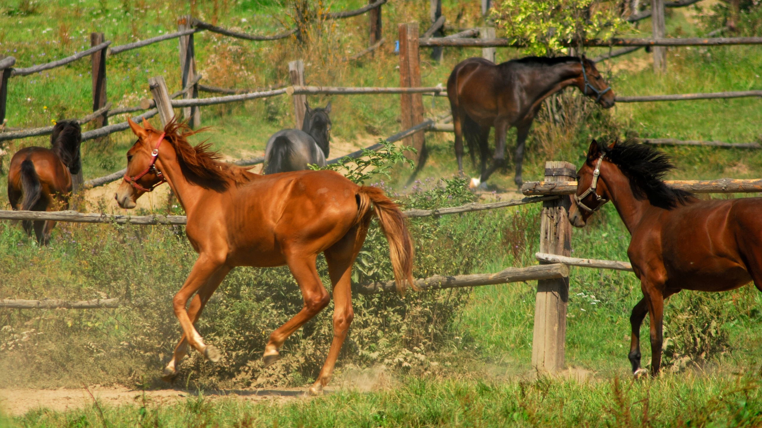 Caballo Marrón Junto a la Valla de Metal Gris Durante el Día. Wallpaper in 2560x1440 Resolution