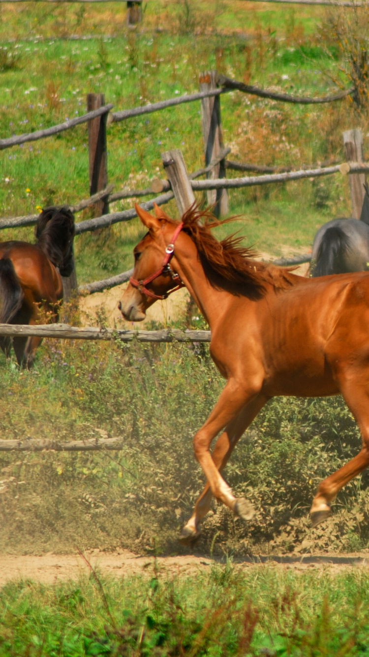 Brown Horse Beside Gray Metal Fence During Daytime. Wallpaper in 750x1334 Resolution