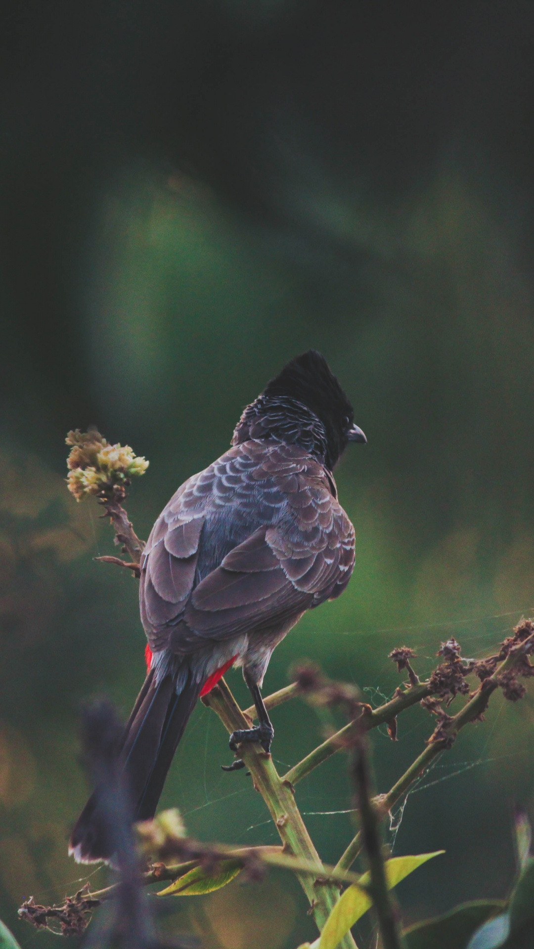 Brauner Und Schwarzer Vogel Auf Gelber Blume. Wallpaper in 1080x1920 Resolution