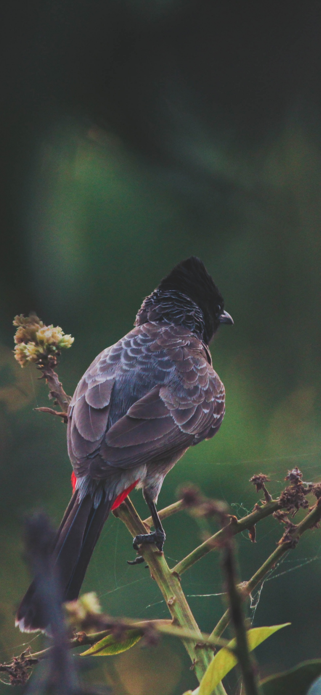 Brauner Und Schwarzer Vogel Auf Gelber Blume. Wallpaper in 1125x2436 Resolution