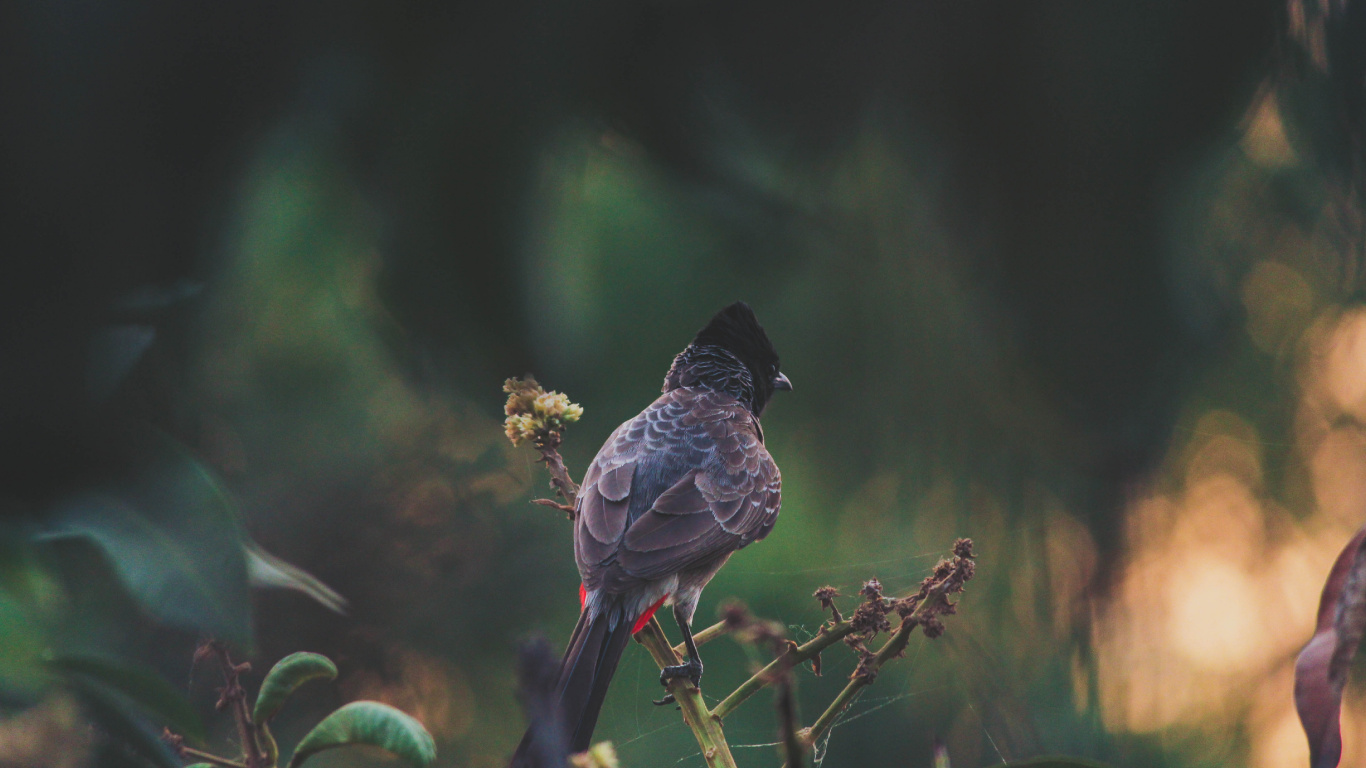 Brauner Und Schwarzer Vogel Auf Gelber Blume. Wallpaper in 1366x768 Resolution