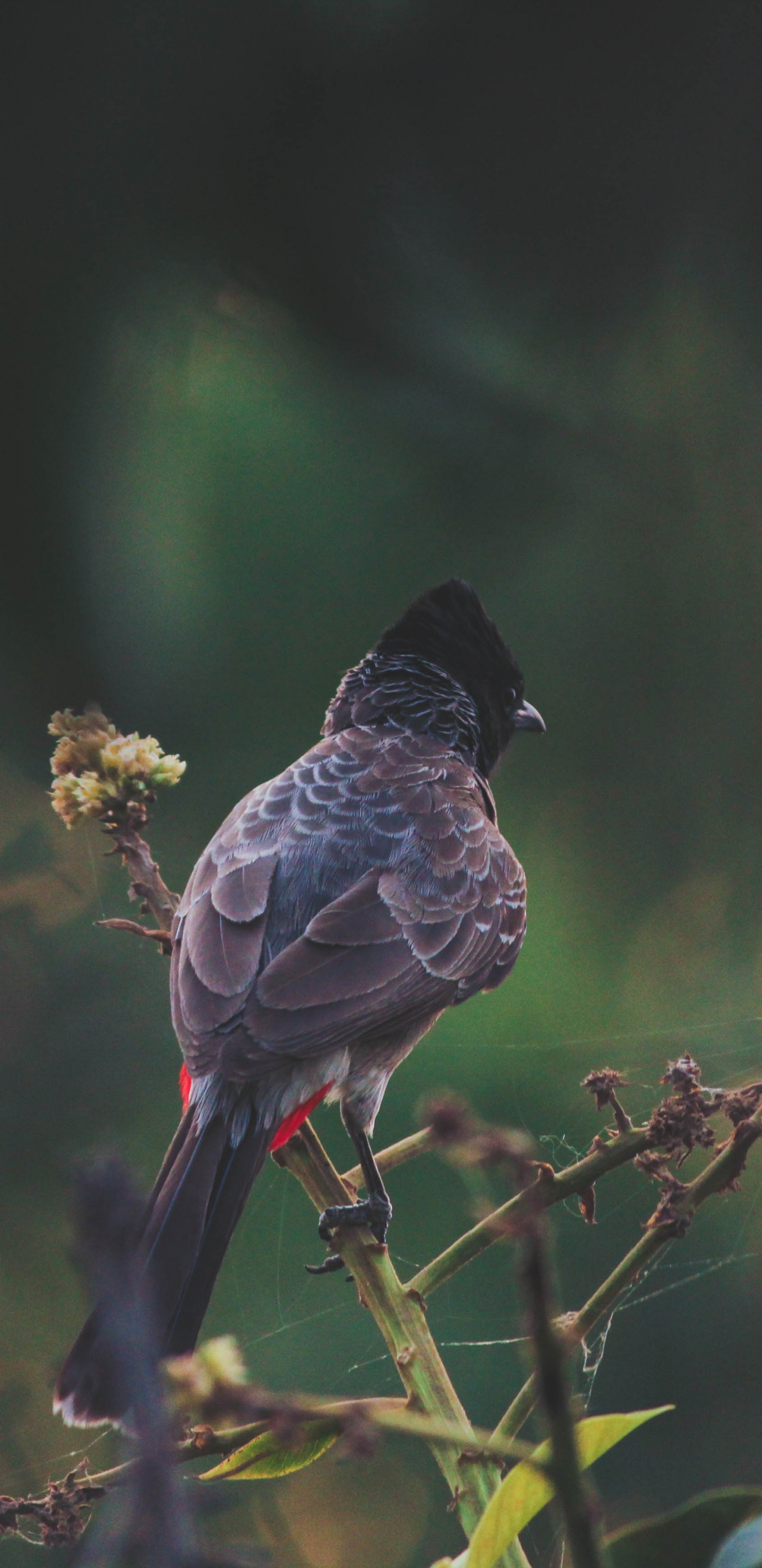 Brauner Und Schwarzer Vogel Auf Gelber Blume. Wallpaper in 1440x2960 Resolution