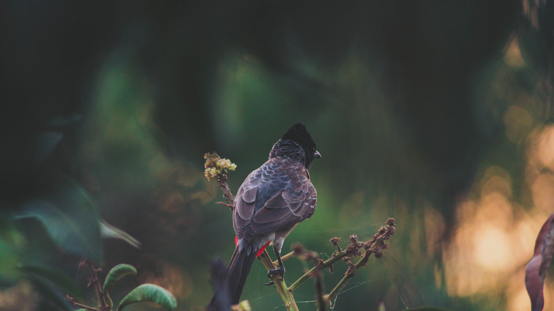 Brauner Und Schwarzer Vogel Auf Gelber Blume. Wallpaper in 1920x1080 Resolution