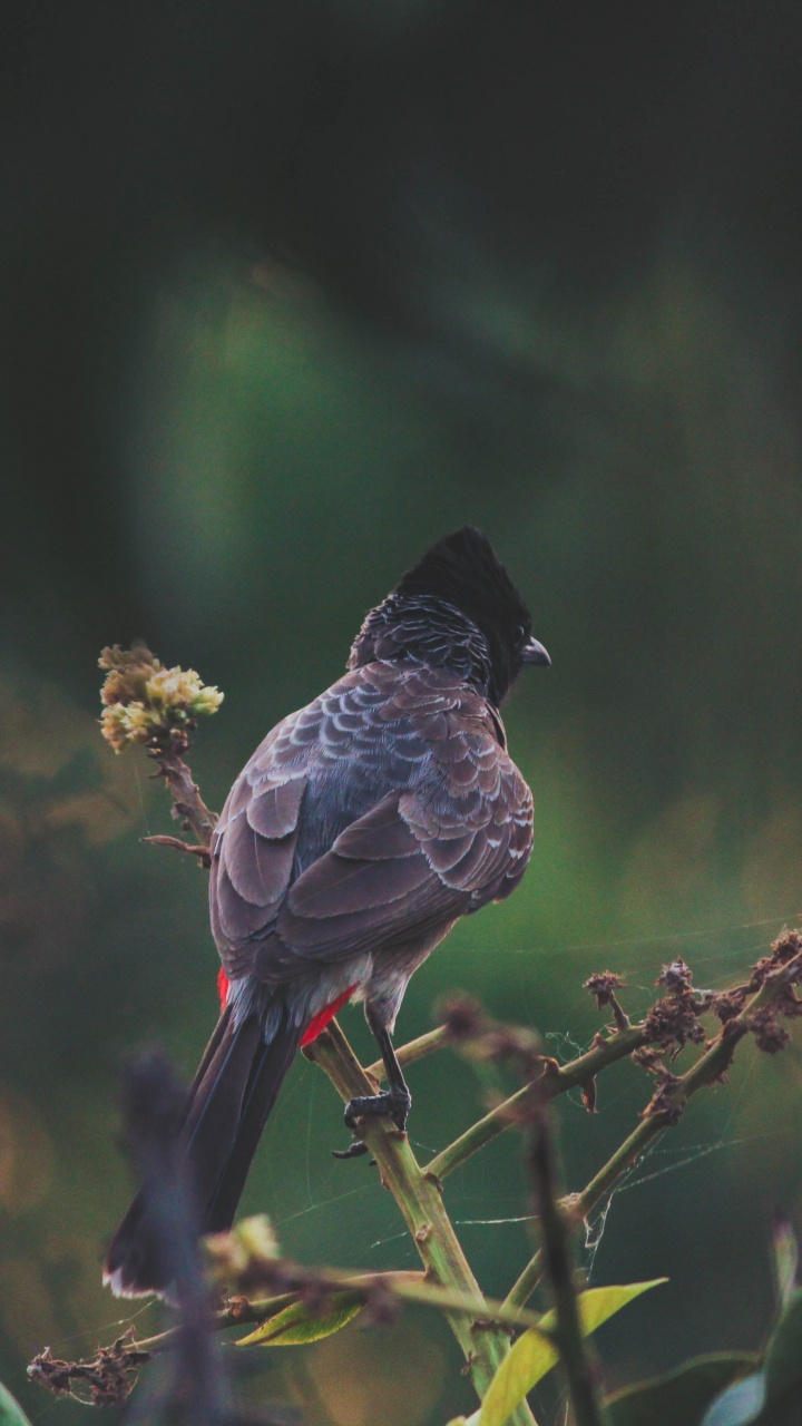 Brown and Black Bird on Yellow Flower. Wallpaper in 720x1280 Resolution