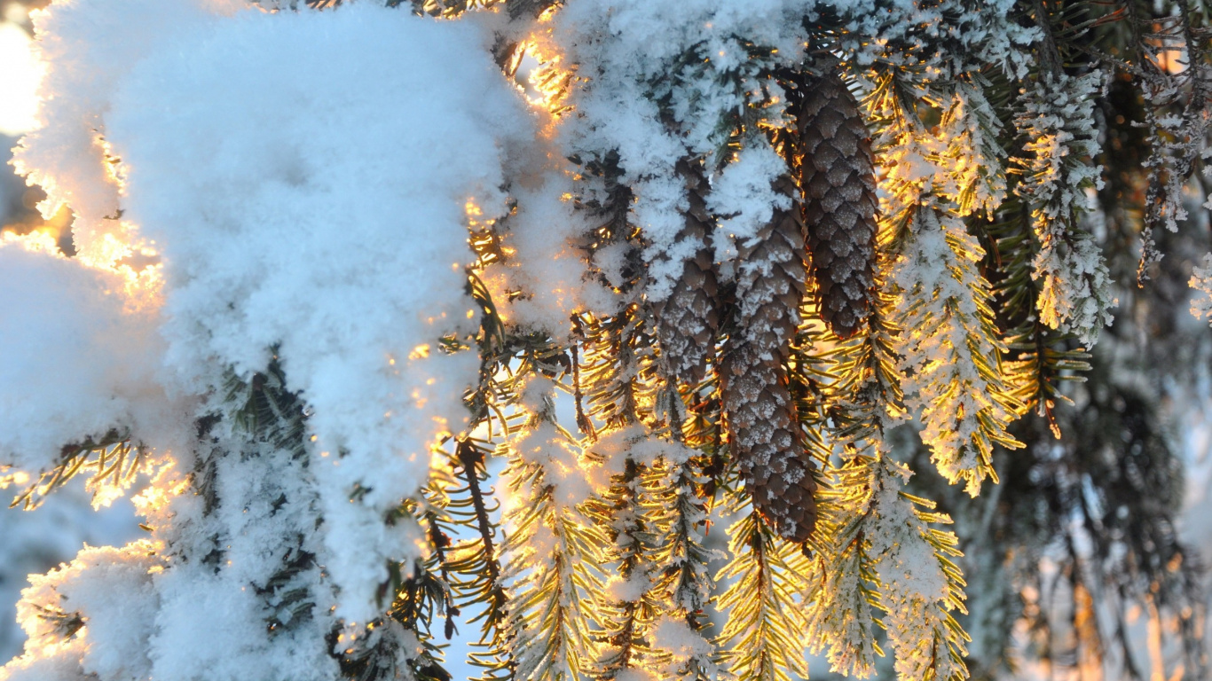 Pine Tree Covered With Snow. Wallpaper in 1366x768 Resolution