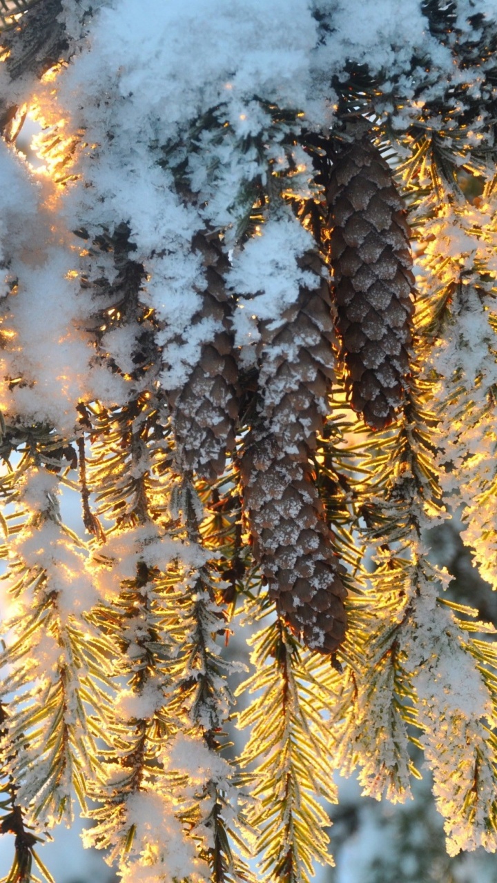 Pine Tree Covered With Snow. Wallpaper in 720x1280 Resolution