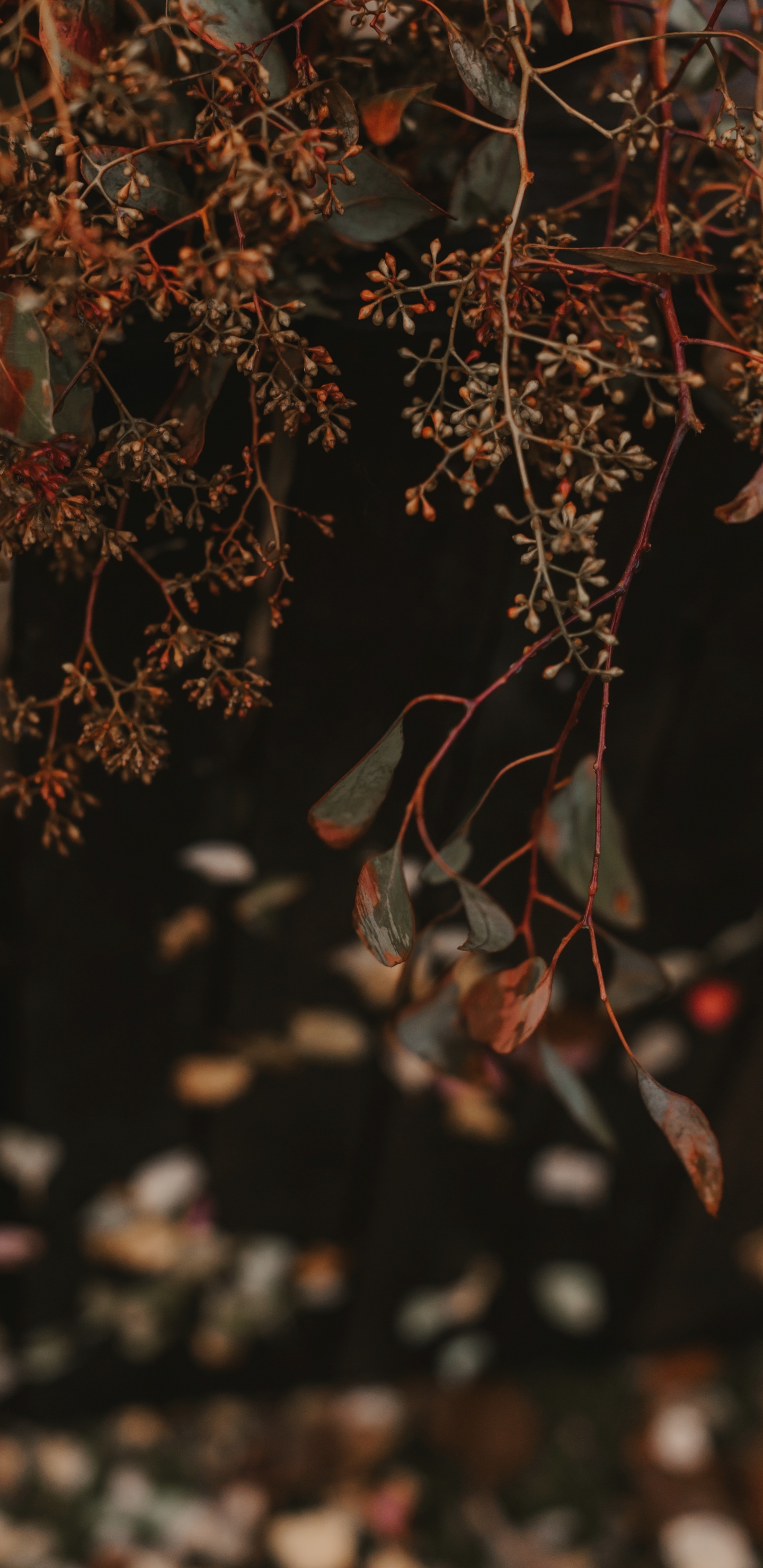 Brown and Green Leaves in Tilt Shift Lens. Wallpaper in 1440x2960 Resolution