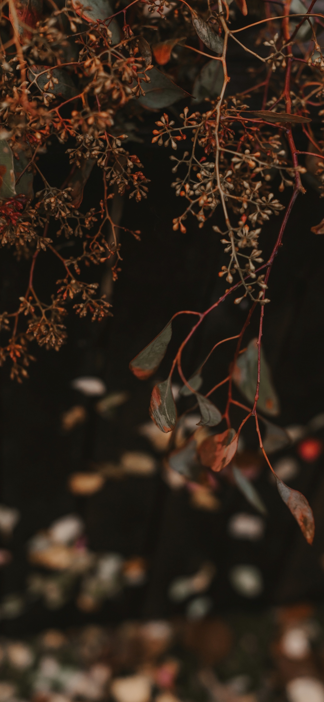 红色的, 树枝, 棕色, 弹簧, 落叶 壁纸 1242x2688 允许