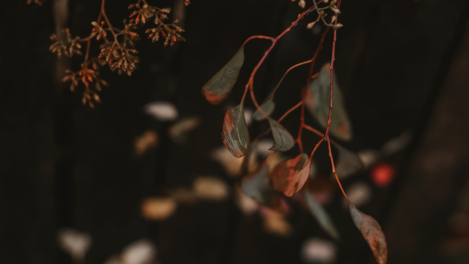 红色的, 树枝, 棕色, 弹簧, 落叶 壁纸 1920x1080 允许