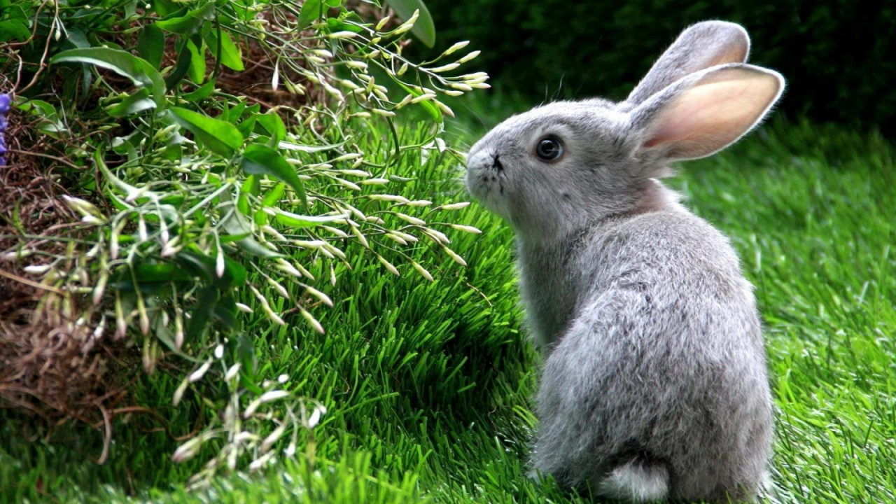 Graues Kaninchen Auf Grünem Gras Tagsüber. Wallpaper in 1280x720 Resolution