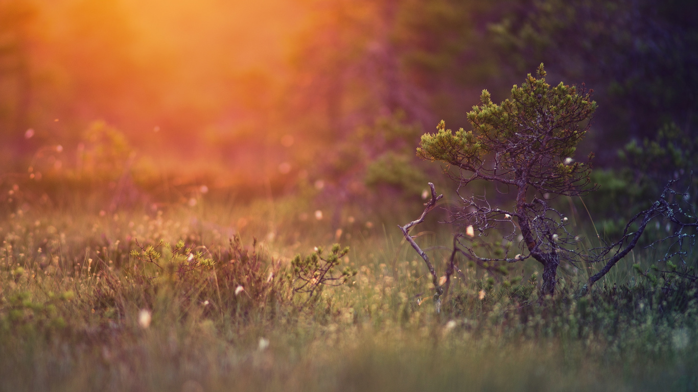 Champ D'herbe Verte Pendant le Coucher du Soleil. Wallpaper in 1366x768 Resolution