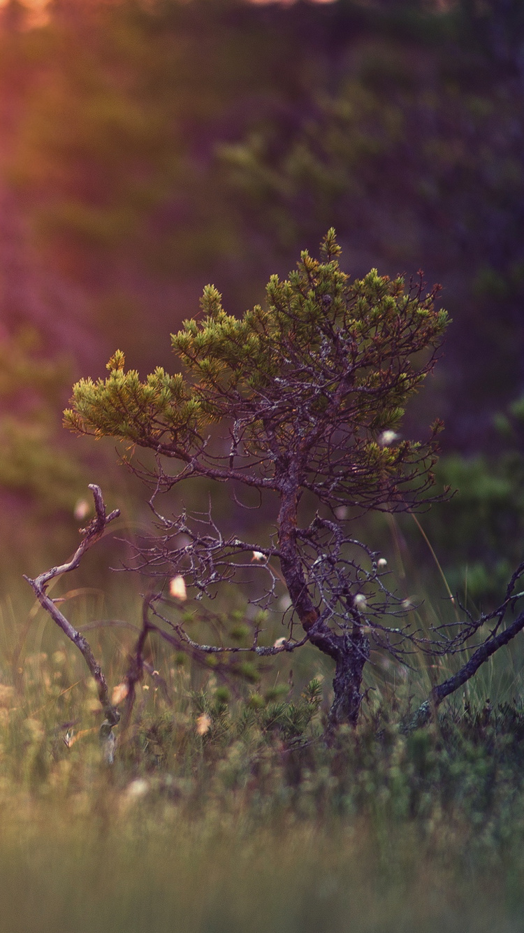 Champ D'herbe Verte Pendant le Coucher du Soleil. Wallpaper in 750x1334 Resolution