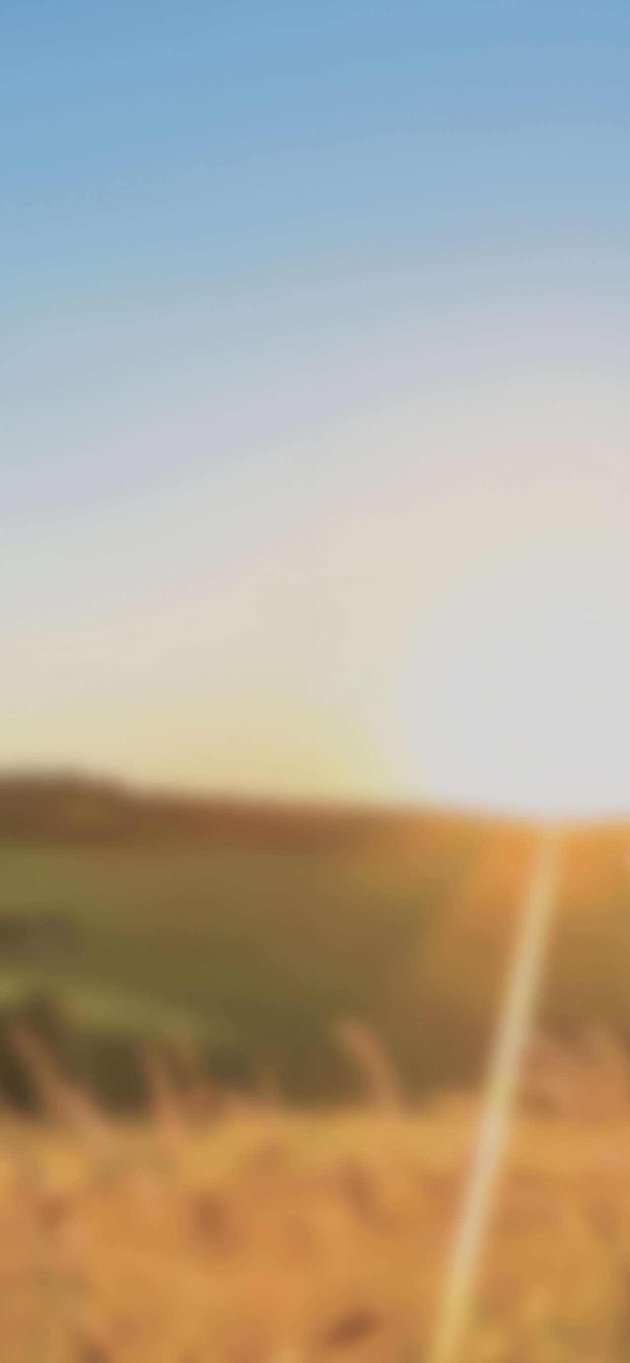 气氛, 自然景观, 木, 地平线, 余辉 壁纸 1242x2688 允许