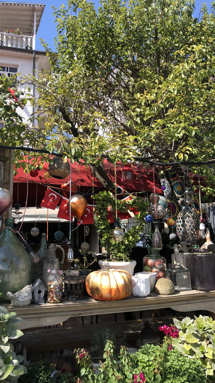 外结构, 花盆, 花园, Calabaza, 冬南瓜 壁纸 750x1334 允许