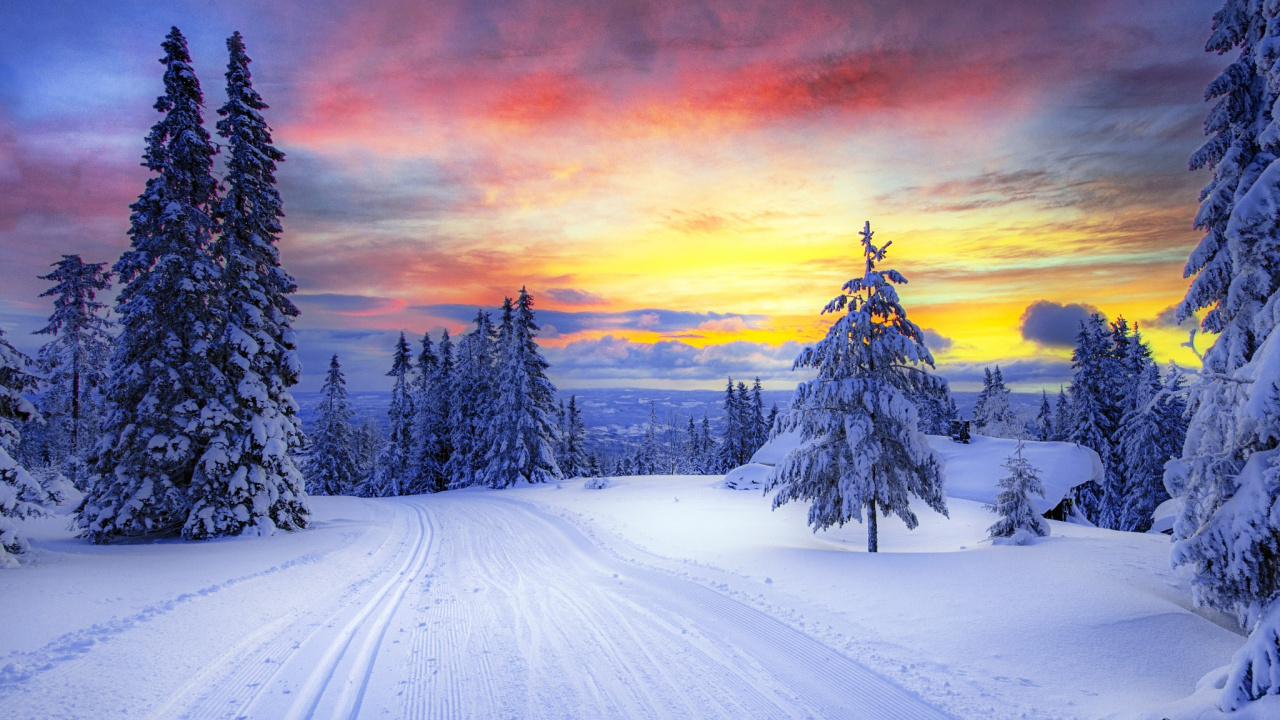 Snow Covered Pine Trees During Sunset. Wallpaper in 1280x720 Resolution