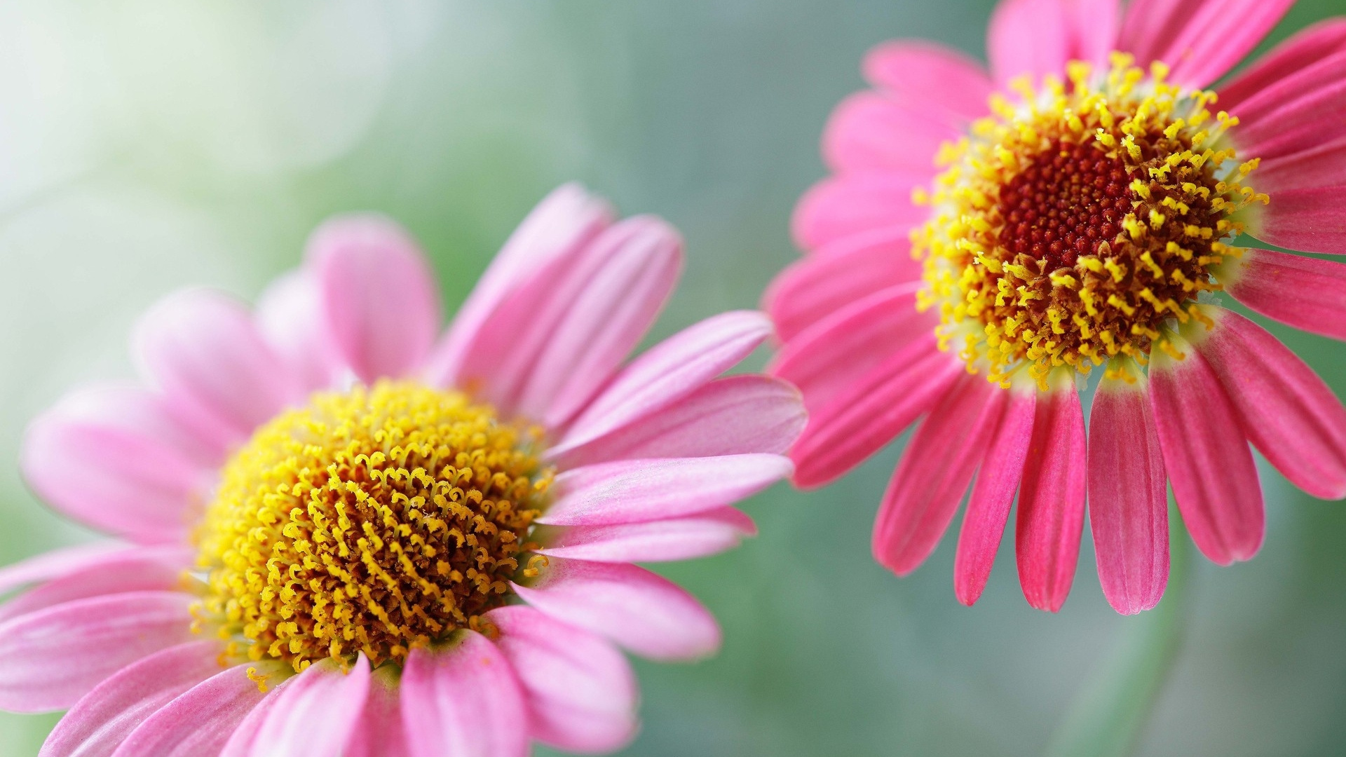 Pink and Yellow Flower in Tilt Shift Lens. Wallpaper in 1920x1080 Resolution
