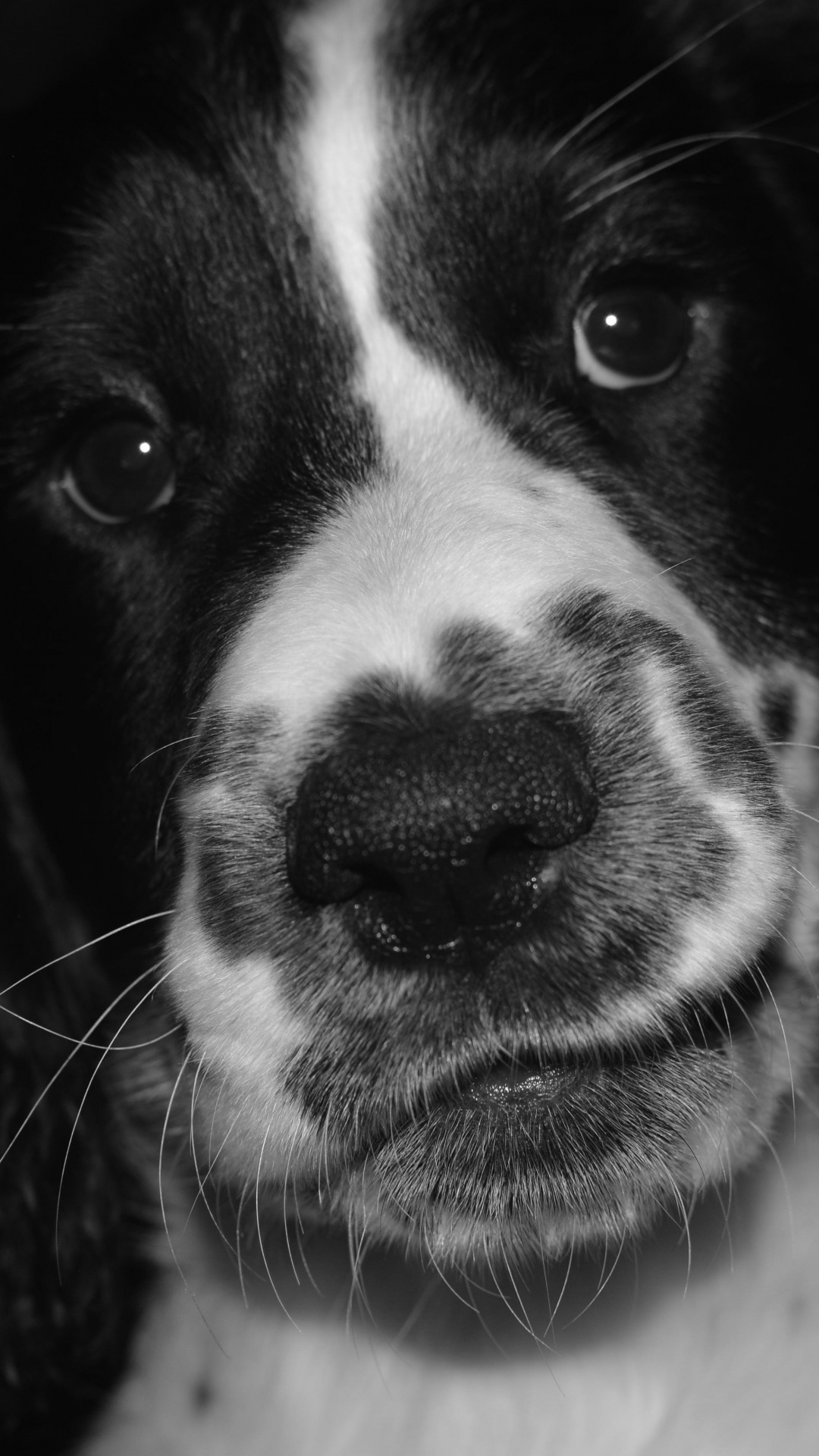 Black and White Short Coated Dog. Wallpaper in 1080x1920 Resolution
