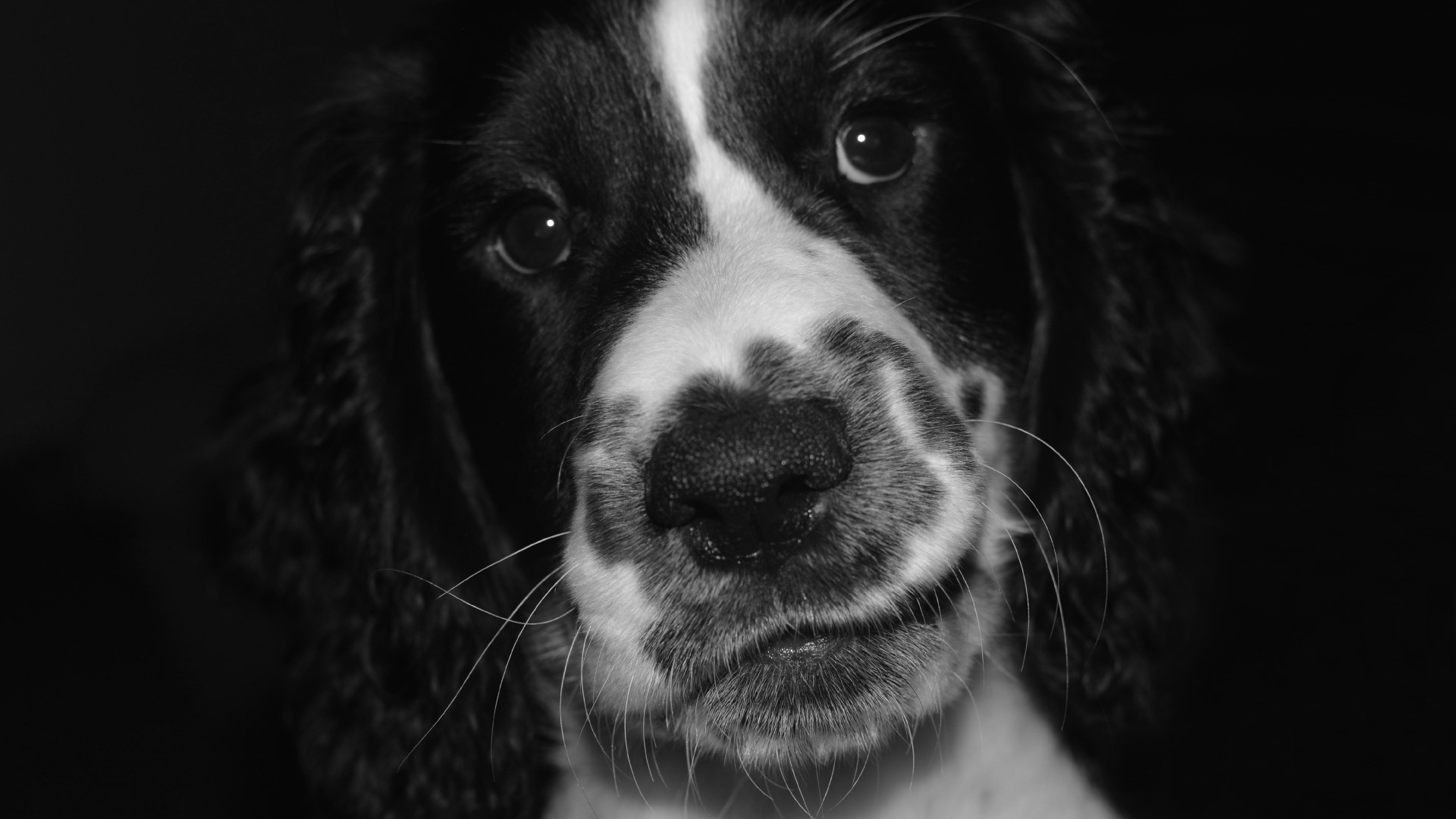 Black and White Short Coated Dog. Wallpaper in 1920x1080 Resolution