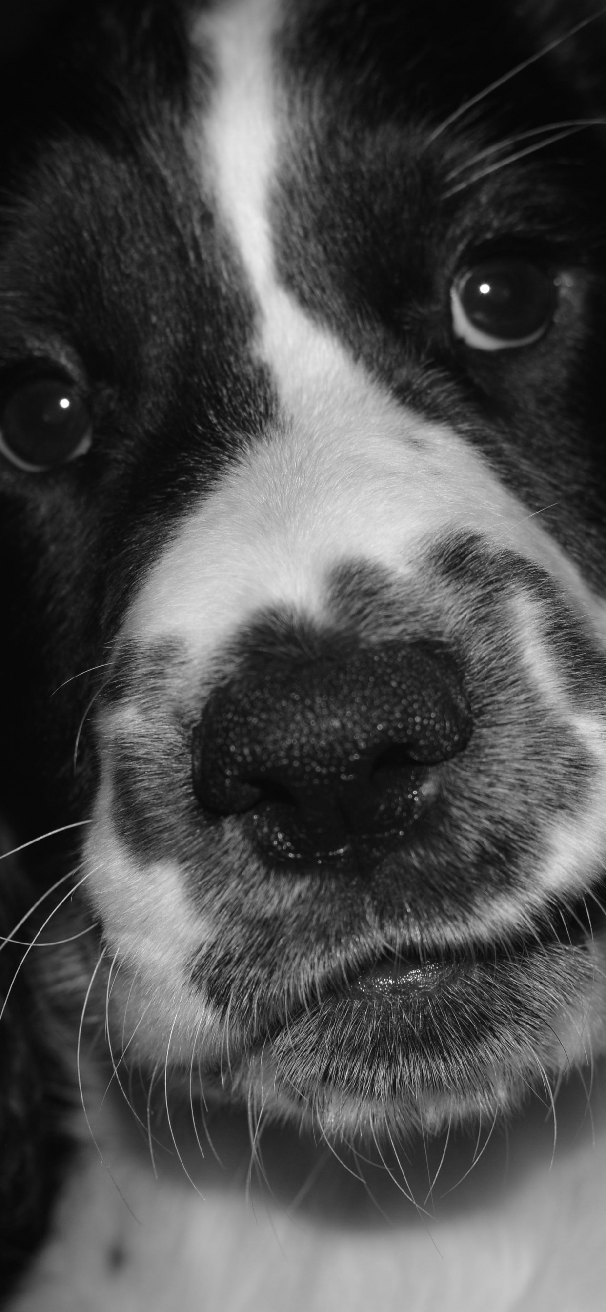 Chien à Poil Court Noir et Blanc. Wallpaper in 1242x2688 Resolution