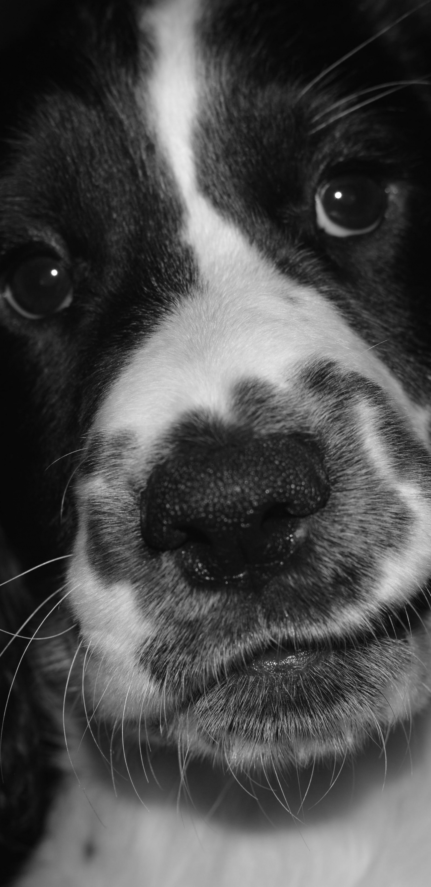 Chien à Poil Court Noir et Blanc. Wallpaper in 1440x2960 Resolution