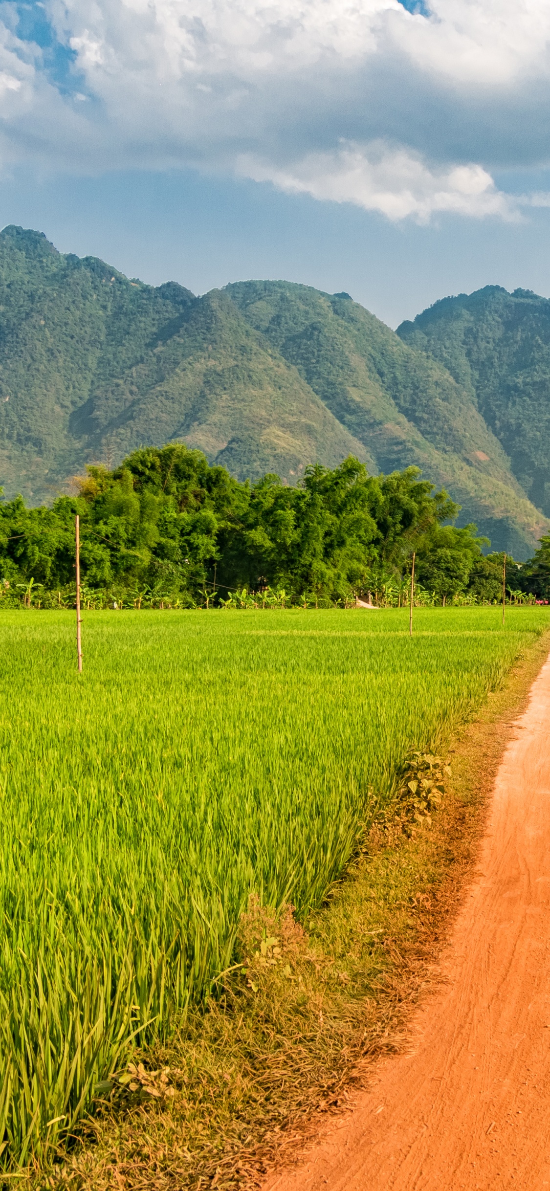 Camino de Tierra Marrón Entre el Campo de Hierba Verde Durante el Día. Wallpaper in 1125x2436 Resolution