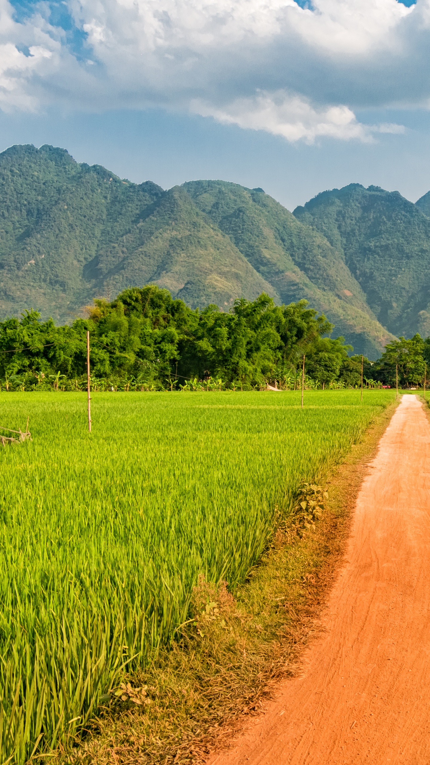 Camino de Tierra Marrón Entre el Campo de Hierba Verde Durante el Día. Wallpaper in 1440x2560 Resolution