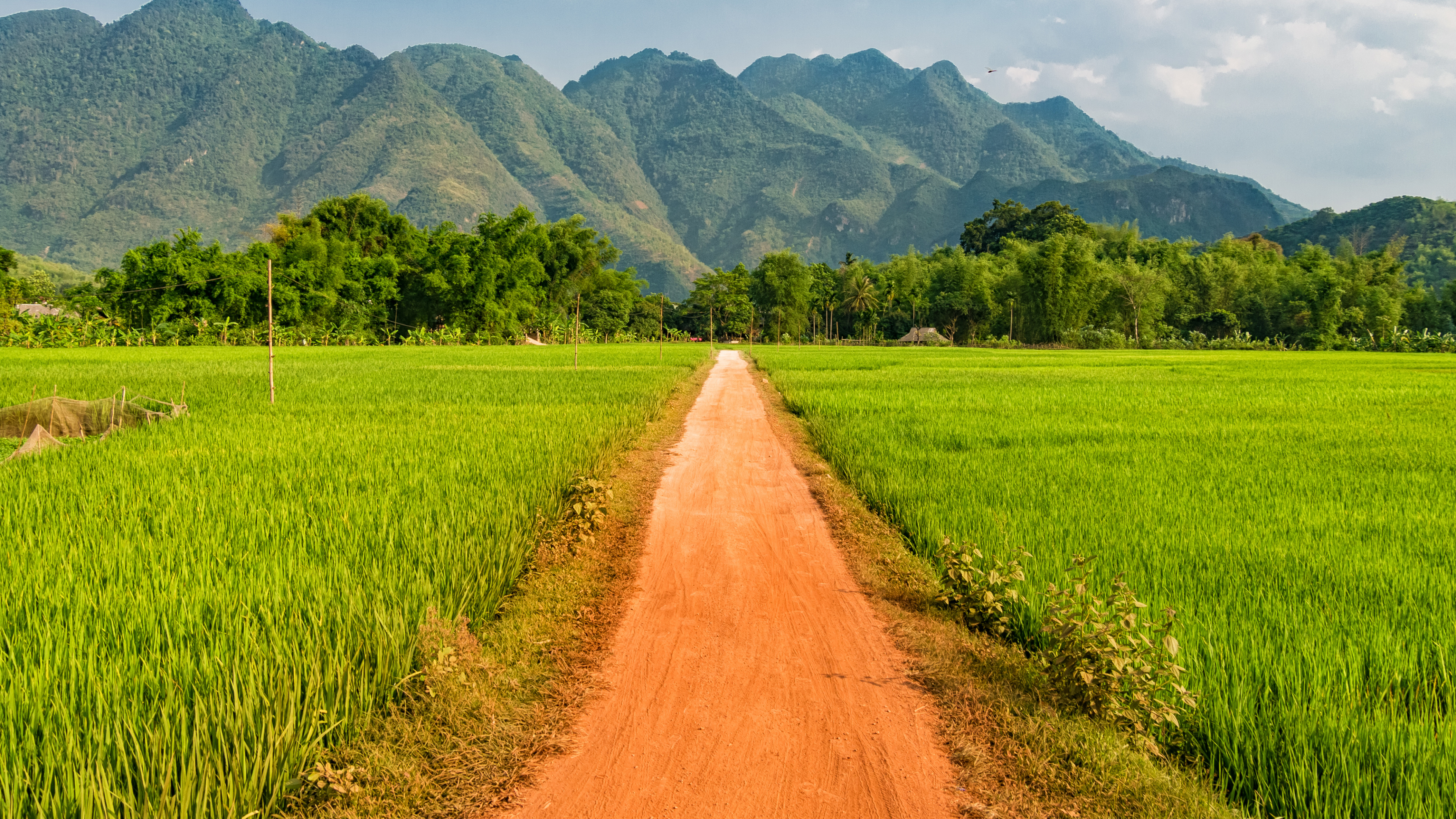 稻田, 农业, 放牧, 路径, 安装的风景 壁纸 3840x2160 允许