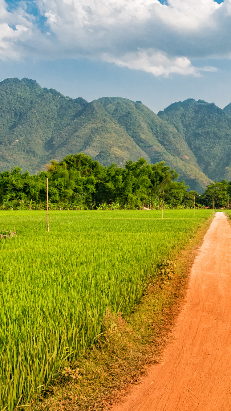 稻田, 农业, 放牧, 路径, 安装的风景 壁纸 750x1334 允许