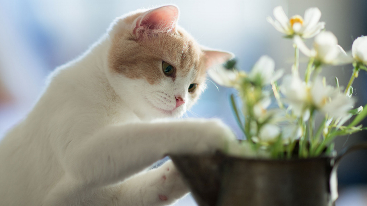 Orange and White Tabby Cat on Brown Wooden Table. Wallpaper in 1280x720 Resolution