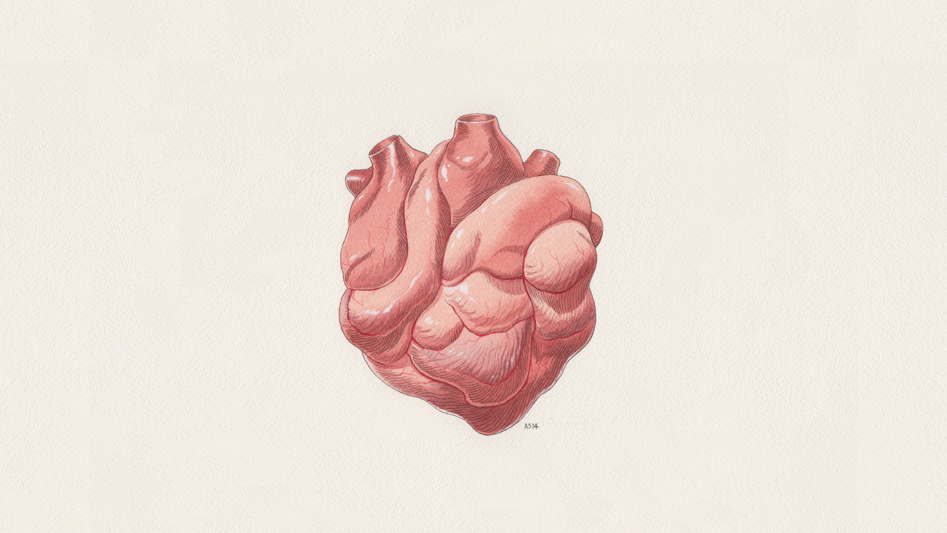 Rose Rose Sur Une Surface Blanche. Wallpaper in 1920x1080 Resolution