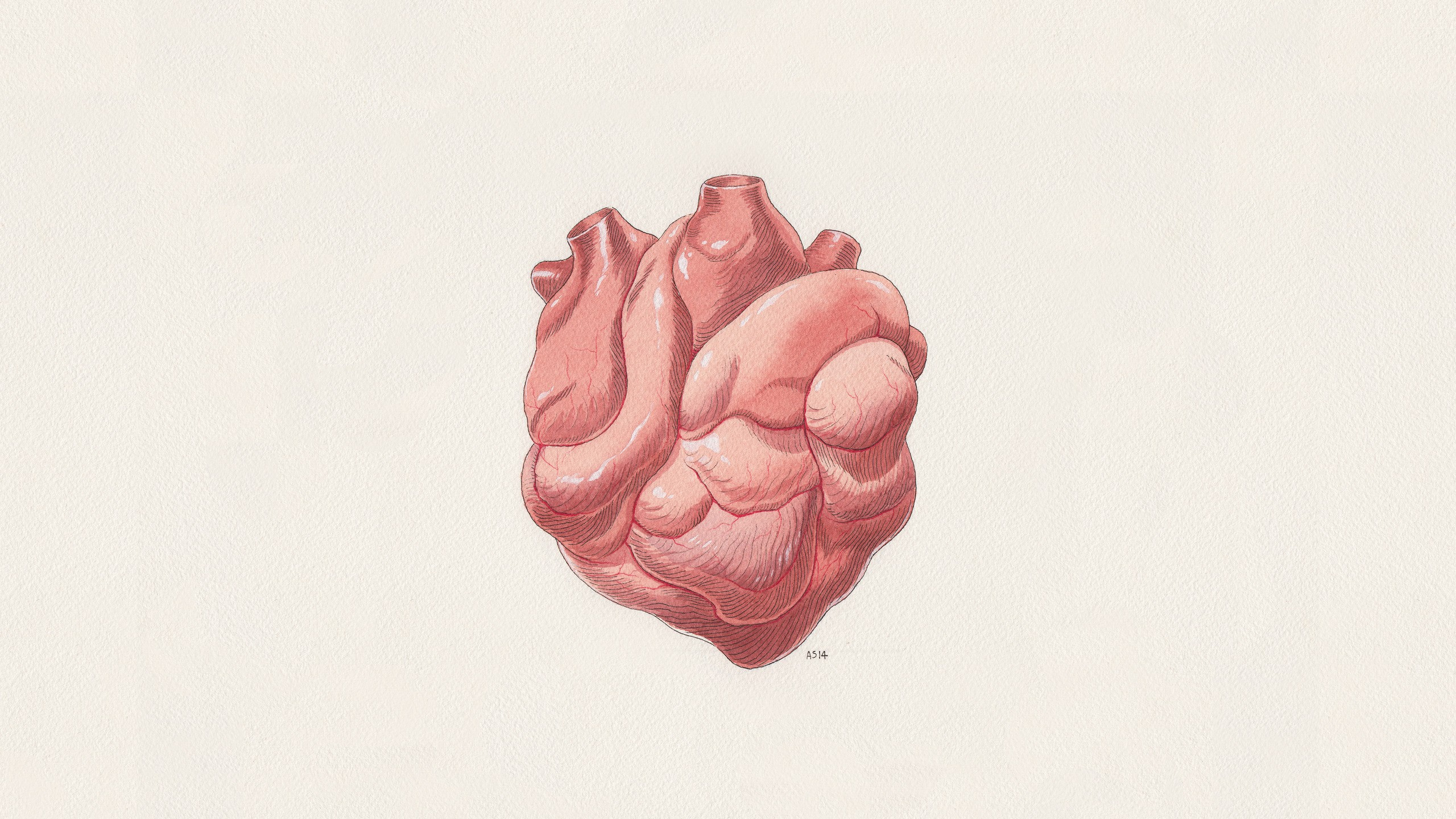 Pink Rose on White Surface. Wallpaper in 2560x1440 Resolution