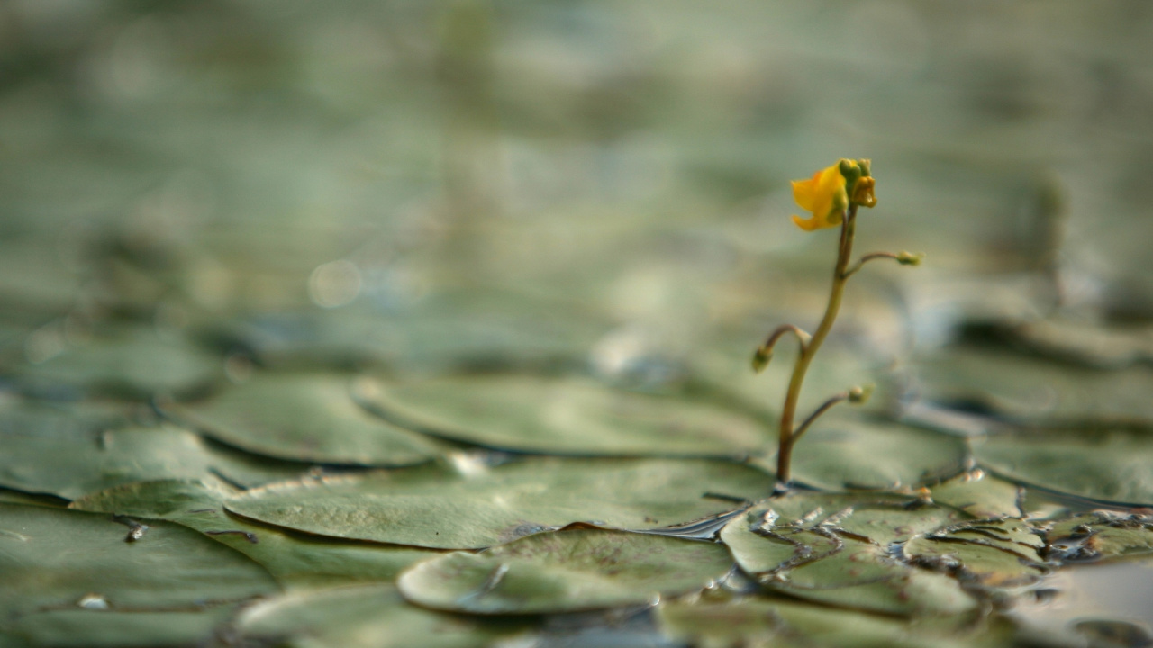 Fleur Jaune Sur Feuilles Vertes. Wallpaper in 1280x720 Resolution