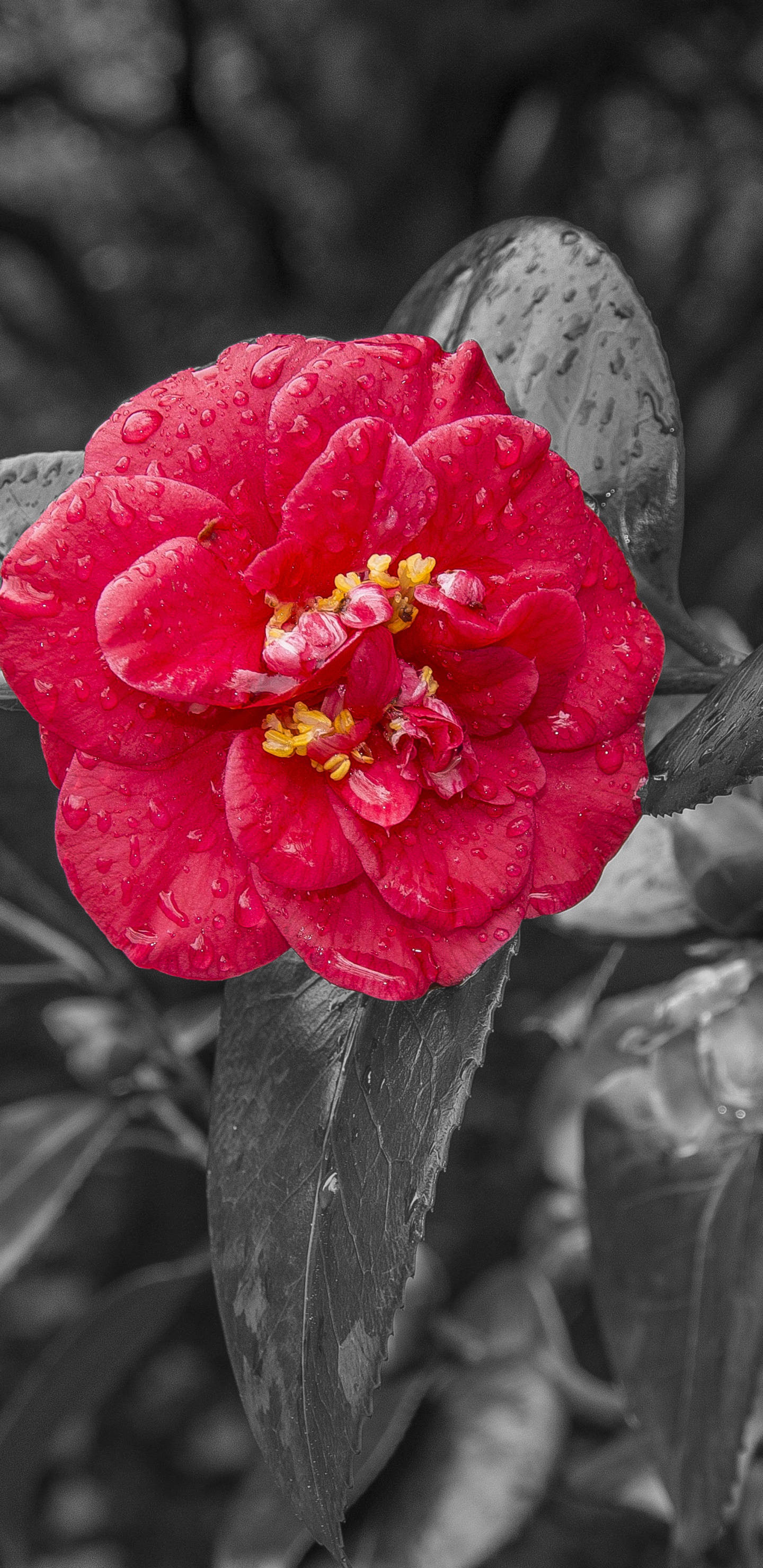 Flor Roja en Escala de Grises. Wallpaper in 1440x2960 Resolution