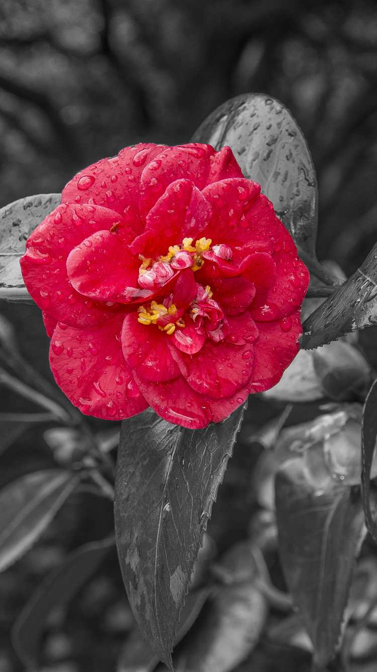 Flor Roja en Escala de Grises. Wallpaper in 750x1334 Resolution