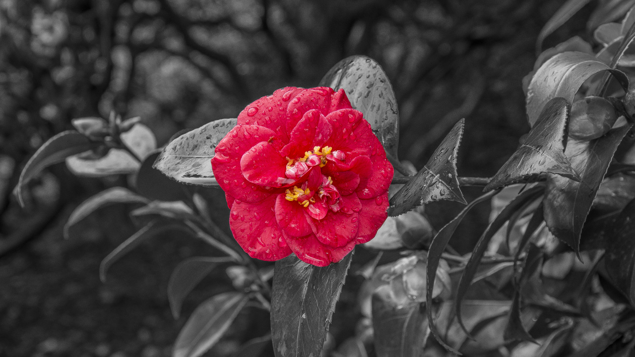 Red Flower in Gray Scale. Wallpaper in 1280x720 Resolution