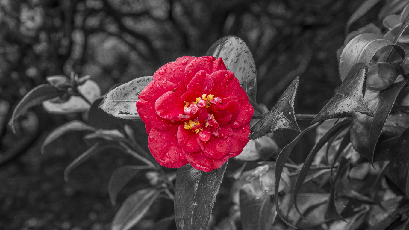 Red Flower in Gray Scale. Wallpaper in 1366x768 Resolution