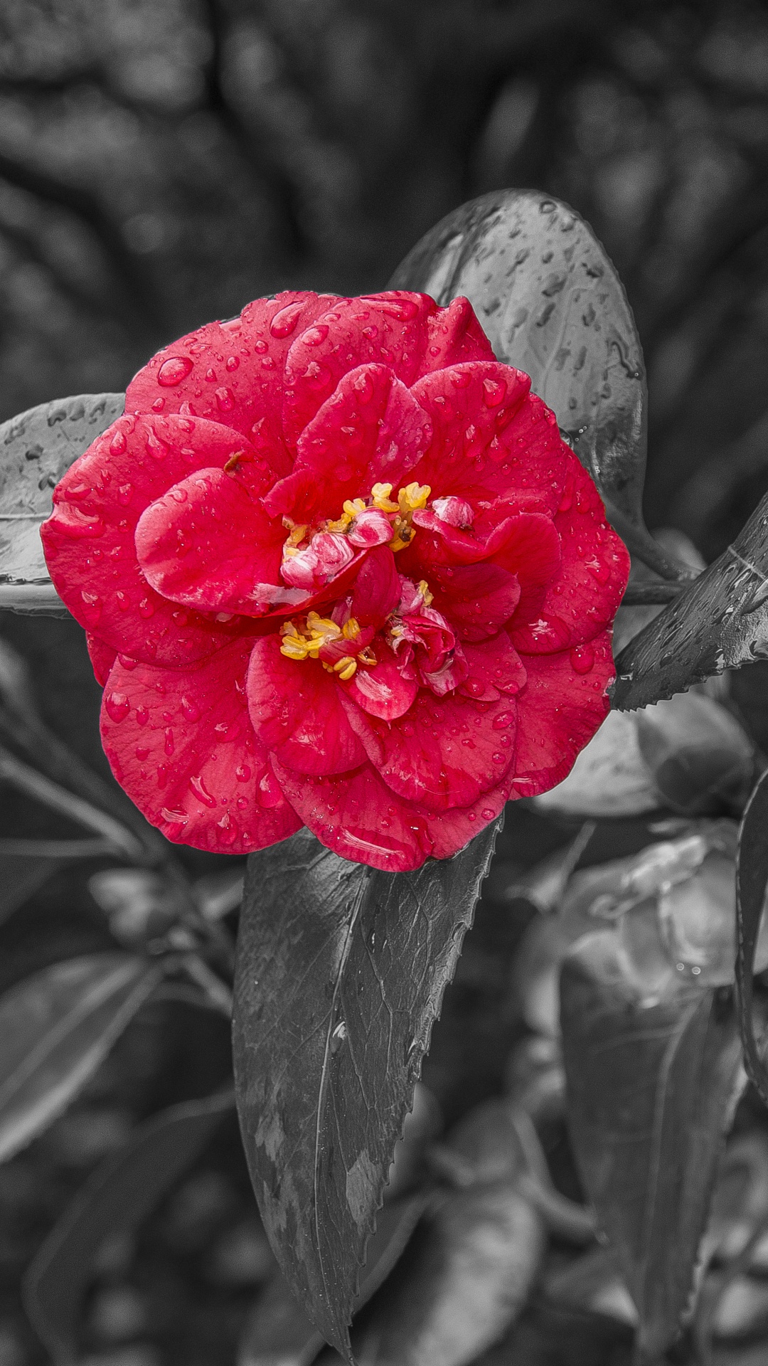 Fleur Rouge en Niveaux de Gris. Wallpaper in 1080x1920 Resolution