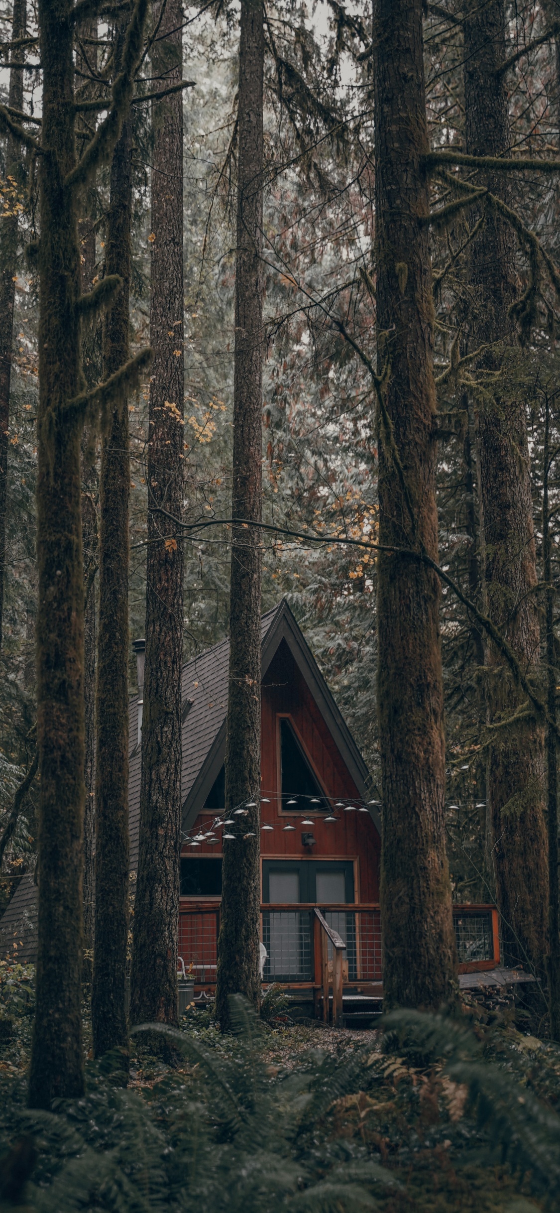 Forest, Tree, Building, Nature, Natural Environment. Wallpaper in 1125x2436 Resolution