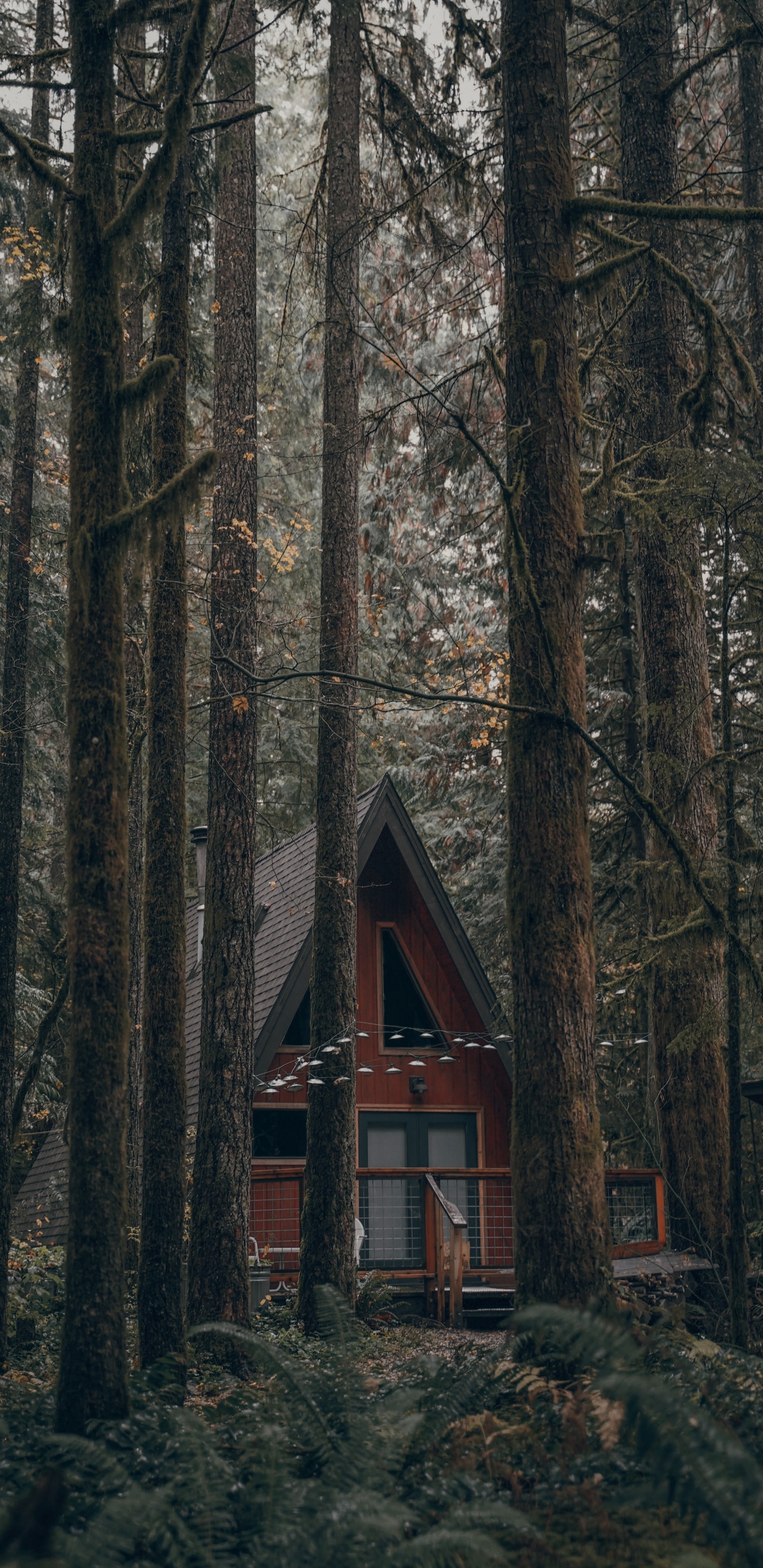 Forest, Tree, Building, Nature, Natural Environment. Wallpaper in 1440x2960 Resolution