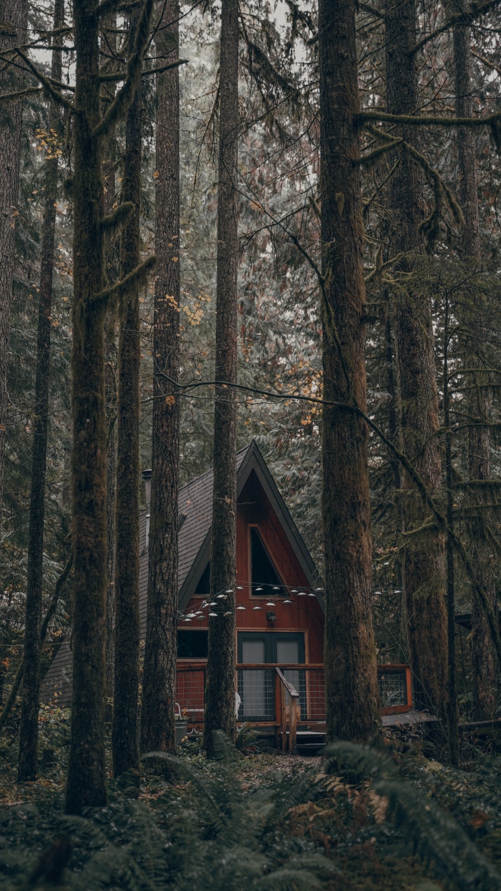 Forest, Tree, Building, Nature, Natural Environment. Wallpaper in 720x1280 Resolution