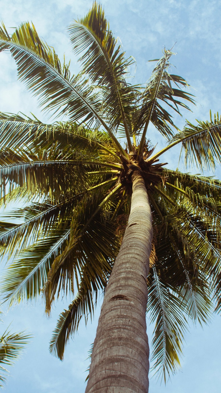 Palmier Vert Sous Ciel Bleu Pendant la Journée. Wallpaper in 720x1280 Resolution