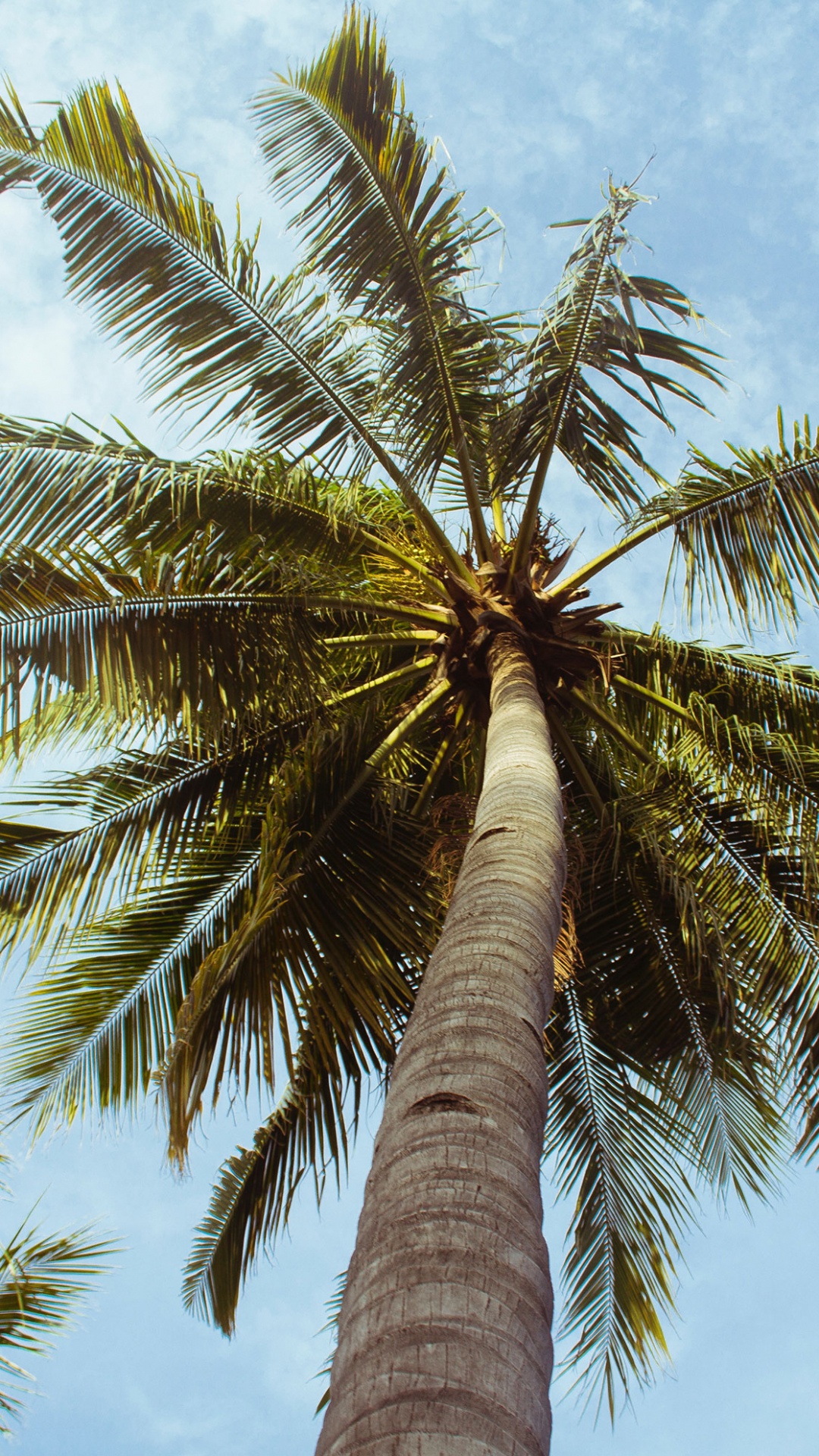 Palmera Verde Bajo un Cielo Azul Durante el Día. Wallpaper in 1080x1920 Resolution