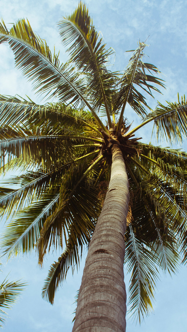 Palmera Verde Bajo un Cielo Azul Durante el Día. Wallpaper in 750x1334 Resolution