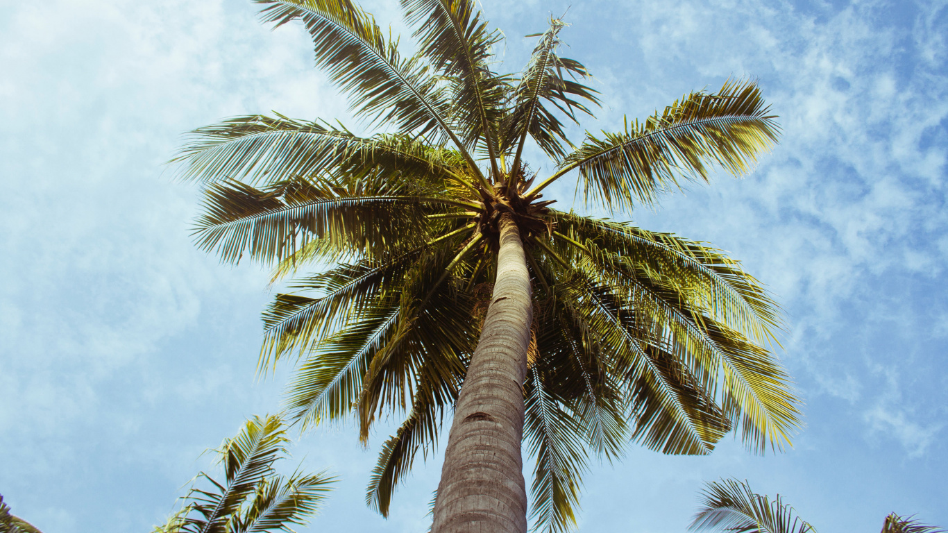 Download 1366x768 Wallpaper Green Palm Tree Under Blue Sky During Daytime Green Palm Tree Under Blue Sky During Daytime. Wallpaper in 1366x768 Resolution