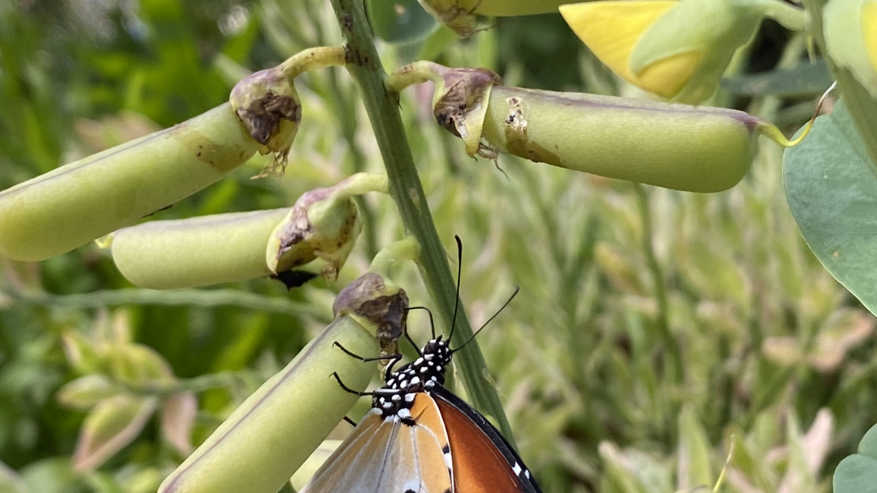 Monarch-Schmetterling, Schmetterlinge, Pflanzen-Stammzellen, Natur, Arthropoden. Wallpaper in 1280x720 Resolution