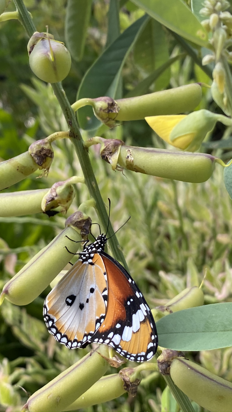 Papillon Monarque, Tige de la Plante, Nature, Les Arthropodes, Insecte. Wallpaper in 750x1334 Resolution