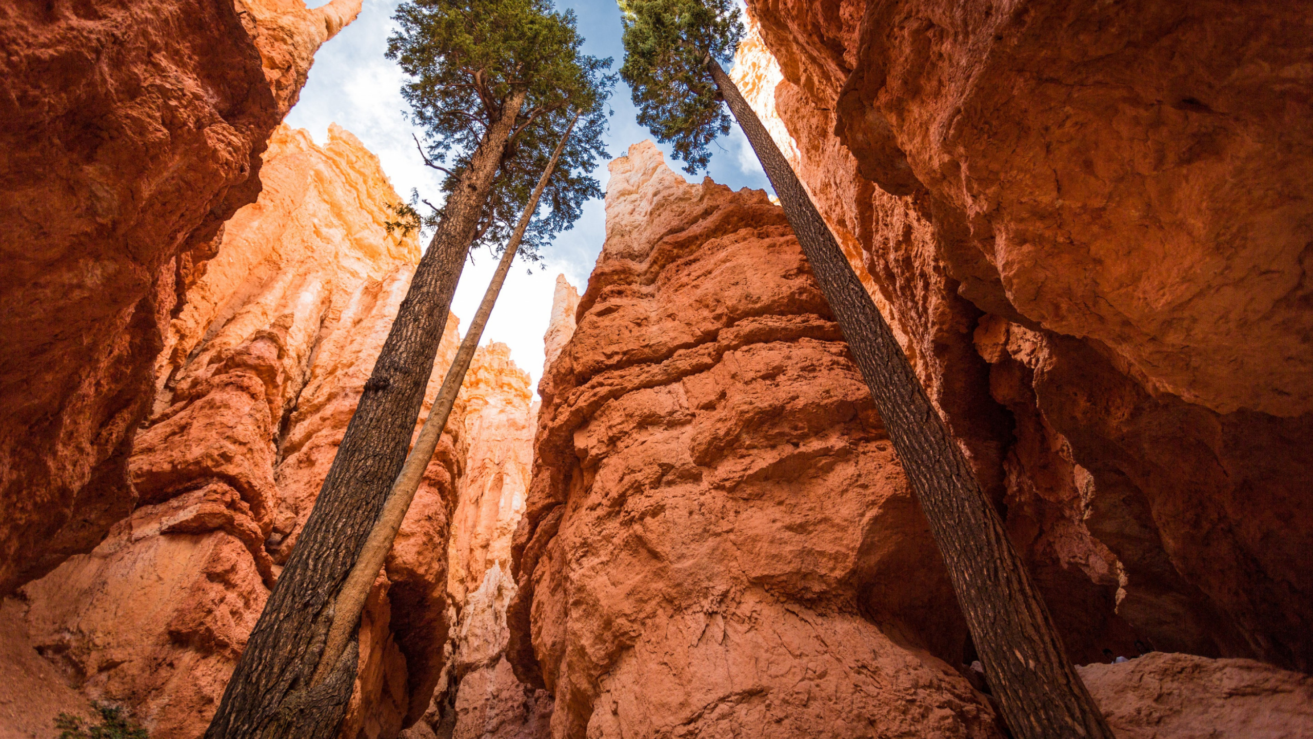 Green Trees on Brown Rock Formation During Daytime. Wallpaper in 2560x1440 Resolution