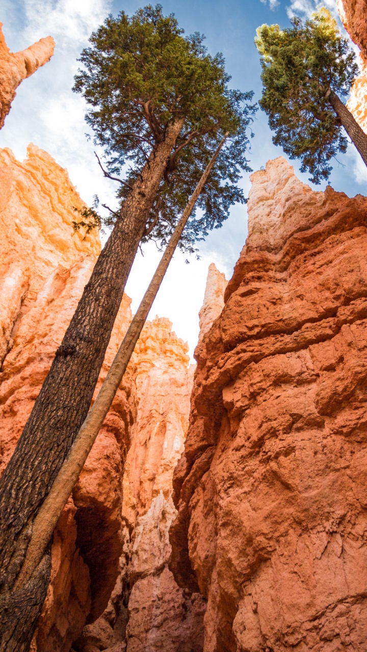 Green Trees on Brown Rock Formation During Daytime. Wallpaper in 720x1280 Resolution