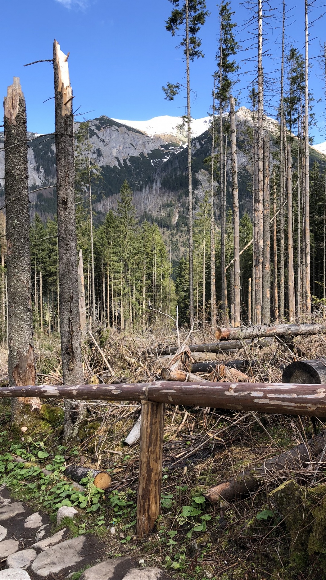Wildnis, Fichten-Tannen-Wälder, Biome, Gemäßigten Nadelwald, Wald. Wallpaper in 1080x1920 Resolution